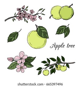 Apple tree colored elements set. Hand drawn apple fruits, blossom, leaves and branches on the white background.