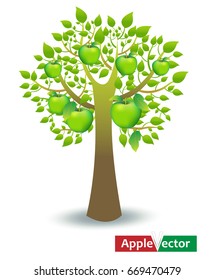 Apple tree and delicious green fruits.
