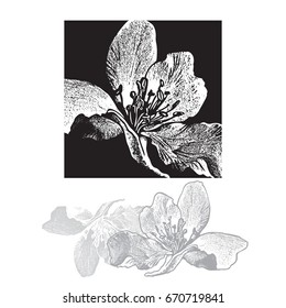 Apple Tree Flower or Cherry Blossom. Vector Illustration of Beautiful Sakura Blossom in Black Square Shape Isolated on White Background.
The result of black and white auto-trace adapted for easy use