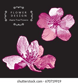 Apple Tree Flower or Cherry Blossom. Beautiful Vector Illustration Isolated on Black Background. The result of black and white auto-trace adapted for easy use.