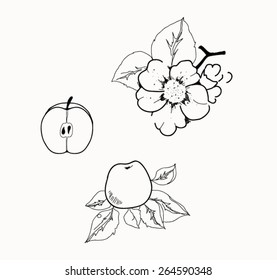 apple tree flower, half apple, apple. 