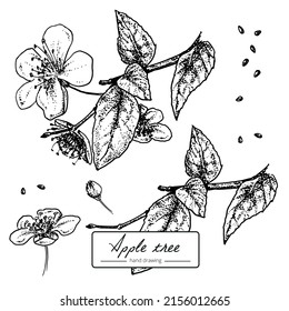 Flores de manzano. Ilustración vectorial de color blanco y negro botánico
