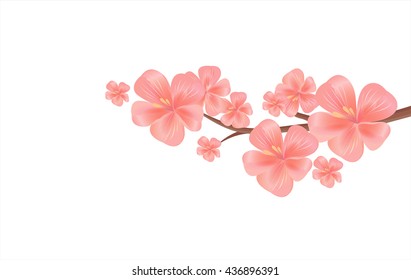 Apple tree flowers. Branch of sakura isolated on white. Cherry blossom. Vector