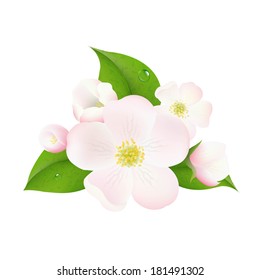 Apple Tree Flowers, With Gradient Mesh, Vector Illustration