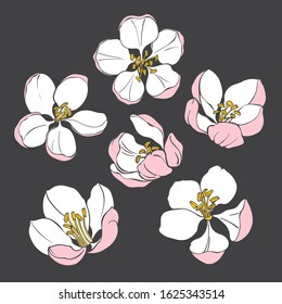 Apple tree flowers. Hand drawn vector illustration, isolated floral elements for design on dark background. Silhouettes.
