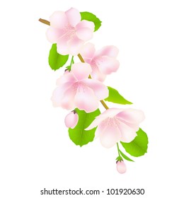 Apple Tree Flowers, Isolated On White Background, Vector Illustration