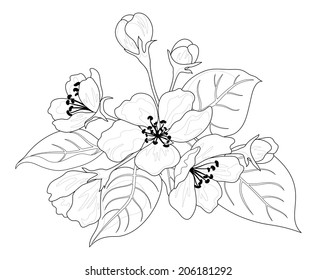 Apple tree flowers and leaves, black contours isolated on white background. Vector