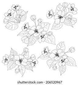 Apple tree flowers and leaves, set black contours isolated on white background. Vector