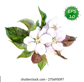 Des fleurs d'arbre de pomme. Image vectorielle aquarelle