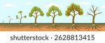 Apple tree grow. Fruit plant growing from seed, life cycle of apple trees with roots leaves, sprout, seedling, blossom tree and fruits stages. Vector plant grow stages.