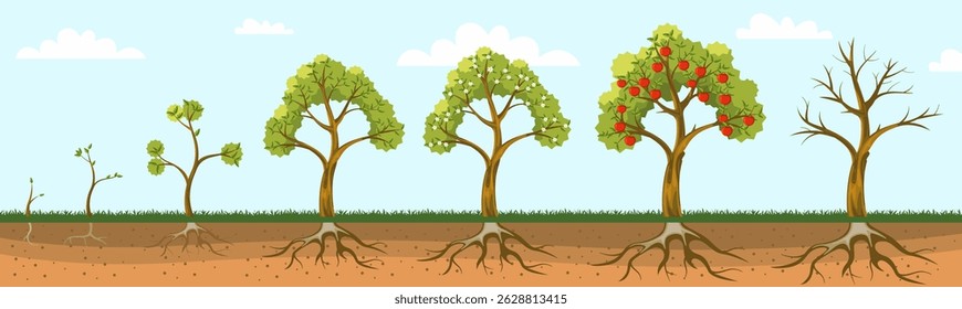 Apple tree grow. Fruit plant growing from seed, life cycle of apple trees with roots leaves, sprout, seedling, blossom tree and fruits stages. Vector plant grow stages.