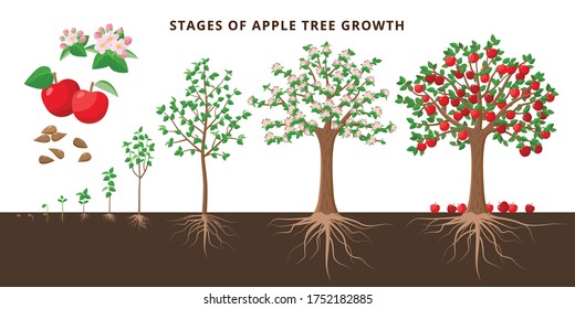 Apple tree growing stages - vector botanical illustration in flat design isolated on white background. Apple tree life cycle from seed to ripe fruit red apples, tree growing from the soil infographic.