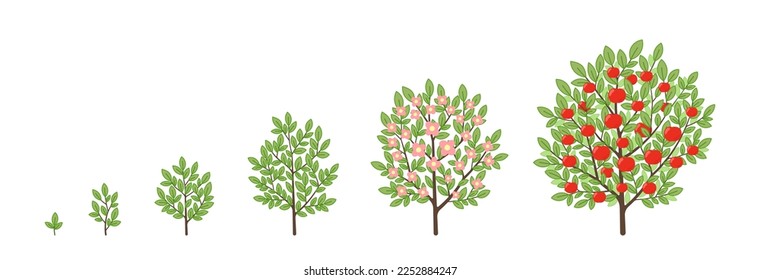 Apple tree growth stages. Fruit tree life cycle. Vector illustration.