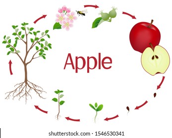 Apple tree growth stages isolated on white background.