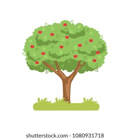 Apple tree, apple harvest vector Illustration on a white background