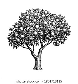 Apple tree. Ink sketch isolated on white background. Hand drawn vector illustration. Retro style.