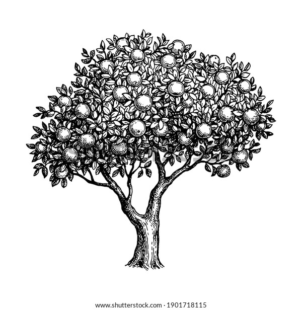 リンゴの木 白い背景にインクスケッチ 手描きのベクターイラスト レトロなスタイル のベクター画像素材 ロイヤリティフリー