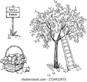 Apple tree with a ladder and a basket of ripe appples, apple farm vector illustration 