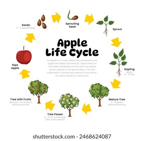 Apple Tree Life Cycle Diagram for Science Education development process scheme illustration, Different insect stages from stages seeds, flowering to ripe fresh apple, reproduction explanation.