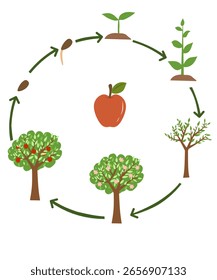 Lebenszyklusdiagramm des Apfelbaums, das die Phasen vom Samen bis zur Frucht zeigt. Pädagogisch für Kinder.
