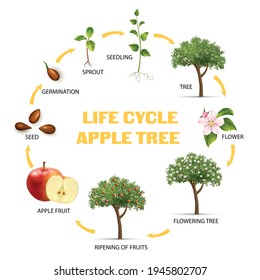 Apple Tree Life Cycle Infographic Set Realistic Vector Illustration