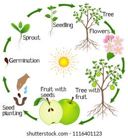 Apple Tree Life Cycle Isolated On White Background.