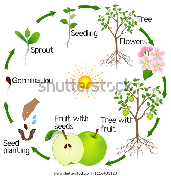 Apple Tree Life Cycle Isolated On Stock Vector Royalty Free 1116401123