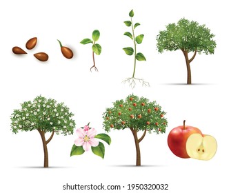 Apple Tree Life Cycle Set Realistic Vector Illustration