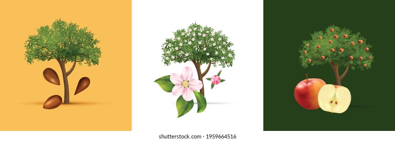 Apple Tree Life Cycle Square Set Realistic Vector Illustration