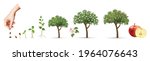 Apple tree life stage set with cultivation symbols realistic vector illustration
