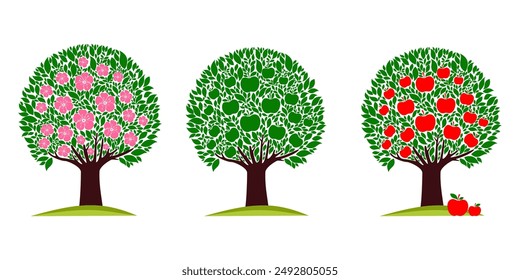 Apple tree life stage set with cultivation symbols. Tree growth cycle. Agriculture growing plant. Isolated planting concept, cartoon garden fruits blossom. Orchard garden harvest. vector illustration