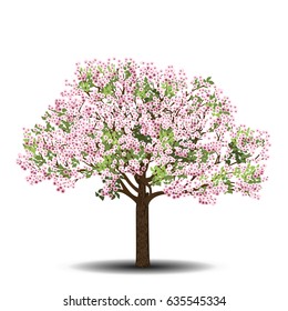 apple tree with pink flowers on a white background