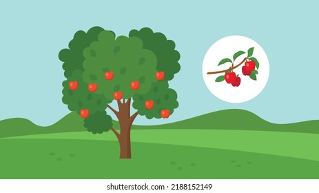 Apple tree with red apples and branch