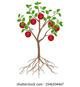 Apple tree with red apples and roots isolated on white background.