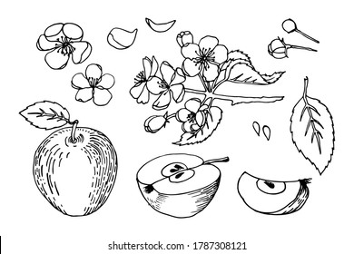 Apple tree rings, branch, petals, seeds, leaves, apples isolated on white background. Detail apples. Set. Hand drawn vintage style vector line art