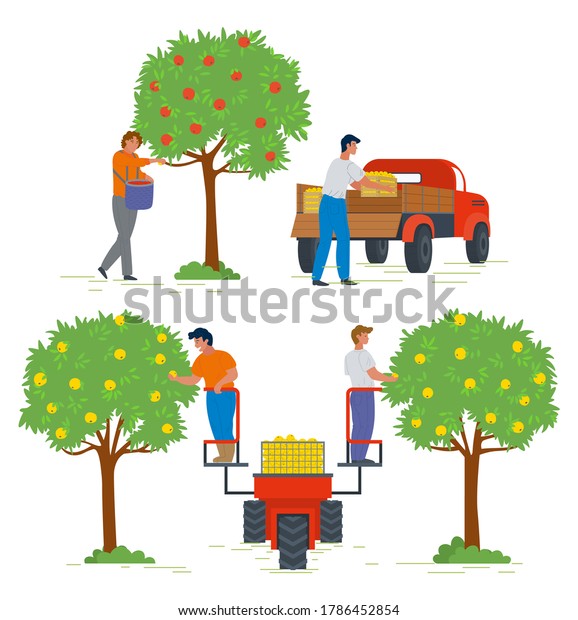 Apple tree with ripe fruits vector, people\
working in garden. Gardening and farming, lorry for products\
transportation, man on machine lifter flat style. Picking apple\
concept. Flat cartoon