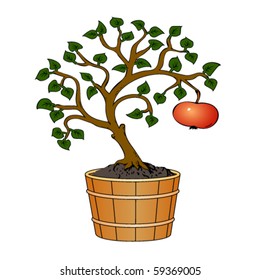 apple tree in tub