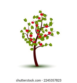 Apple tree vector illustration in flat cartoon style design isolated on white background.
Ripe big red fruits on a tree.  Farming orchard garden concept. 
