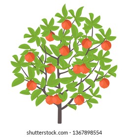 Apple tree. Vector illustration. Fruit tree plant. Flat vector color Illustration clipart. Ripe red apples on a tree.