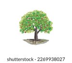 apple tree vector illustration, apple fruits on the tree