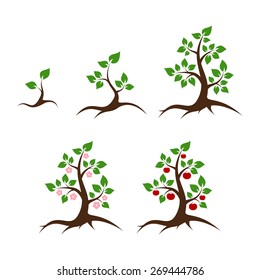 Apple tree vector illustration - shoot, young plant, big tree, flowers and apples