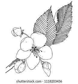 Apple tree in a vector style isolated. Full name of the plant: apple tree. Vector flower for background, texture, wrapper pattern, frame or border.