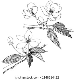 Apple tree in a vector style isolated. Full name of the plant: Apple tree. Vector flower for background, texture, wrapper pattern, frame or border.