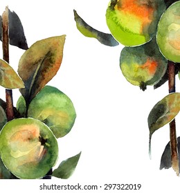 Apple tree. Watercolor hand painted illustration of tree brunch. Vector format.