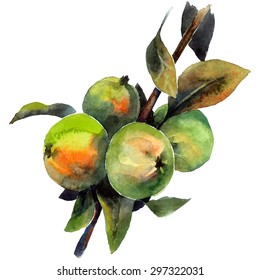Apple tree. Watercolor hand painted illustration of tree brunch. Vector format.