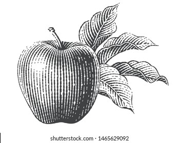 Apple and apple trees branch. Hand drawn engraving style illustrations.