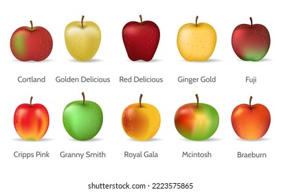 Tipos de manzanas. Juego de manzanas, granito vectorial sonrisa amarillo dorado delicioso jengibre de séquito oro fuji ligar gala real rosa mcintosh braeburn aislado en fondo blanco