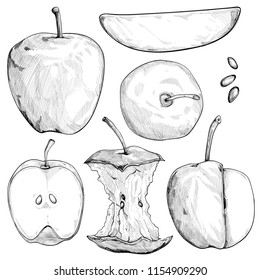 Apple vector drawing. Hand drawn fruit illustration. vintage sketch. food object. Fruit shop product.