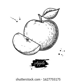 Apple vector drawing. Hand drawn fruit with leaf and slice. Summer food engraved style illustration. Detailed vegetarian sketch. Great for label, poster, print, menu