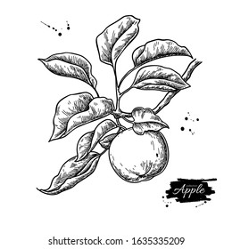 Apple vector drawing. Hand drawn tree branch with fruit and leaves. Summer food engraved style illustration. Detailed vegetarian sketch. Great for juice or cider packaging design, label, poster, print